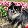 Yuki a rejoint le concours — aidez-le/la à gagner de superbes lots ! dog, fluffy, black_and_tan, happy, outdoor, flower_bed, tulips, nature, pet, canine, grass, sunlight, spring, garden, smiling, fur, animal, cute, tongue_out, leash