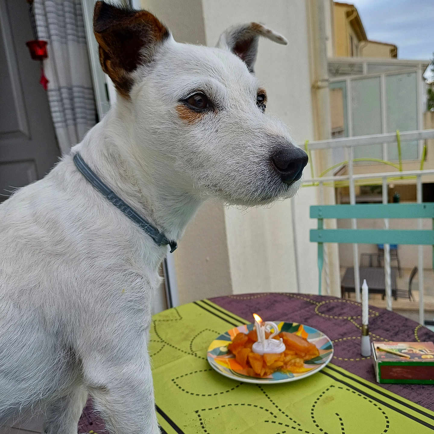 Samy participe au concours pour gagner de l'argent avec cette photo : animal, architecture, building, candle, canine, cream, dessert, diningroom, diningtable, dog, food, furniture, icing, indoors, lunch, meal, pet, room, table, whitedog