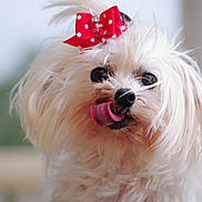 Pitchoun participe au concours pour gagner de l'argent avec cette photo : dog, white_fur, bow, red_bow, polka_dot, tongue_out, pet, cute, fluffy, close_up, animal, adorable, face, fur, indoor, portrait, small_dog, whiskers, playing, expression