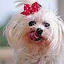 dog, white_fur, bow, red_bow, polka_dot, tongue_out, pet, cute, fluffy, close_up, animal, adorable, face, fur, indoor, portrait, small_dog, whiskers, playing, expression