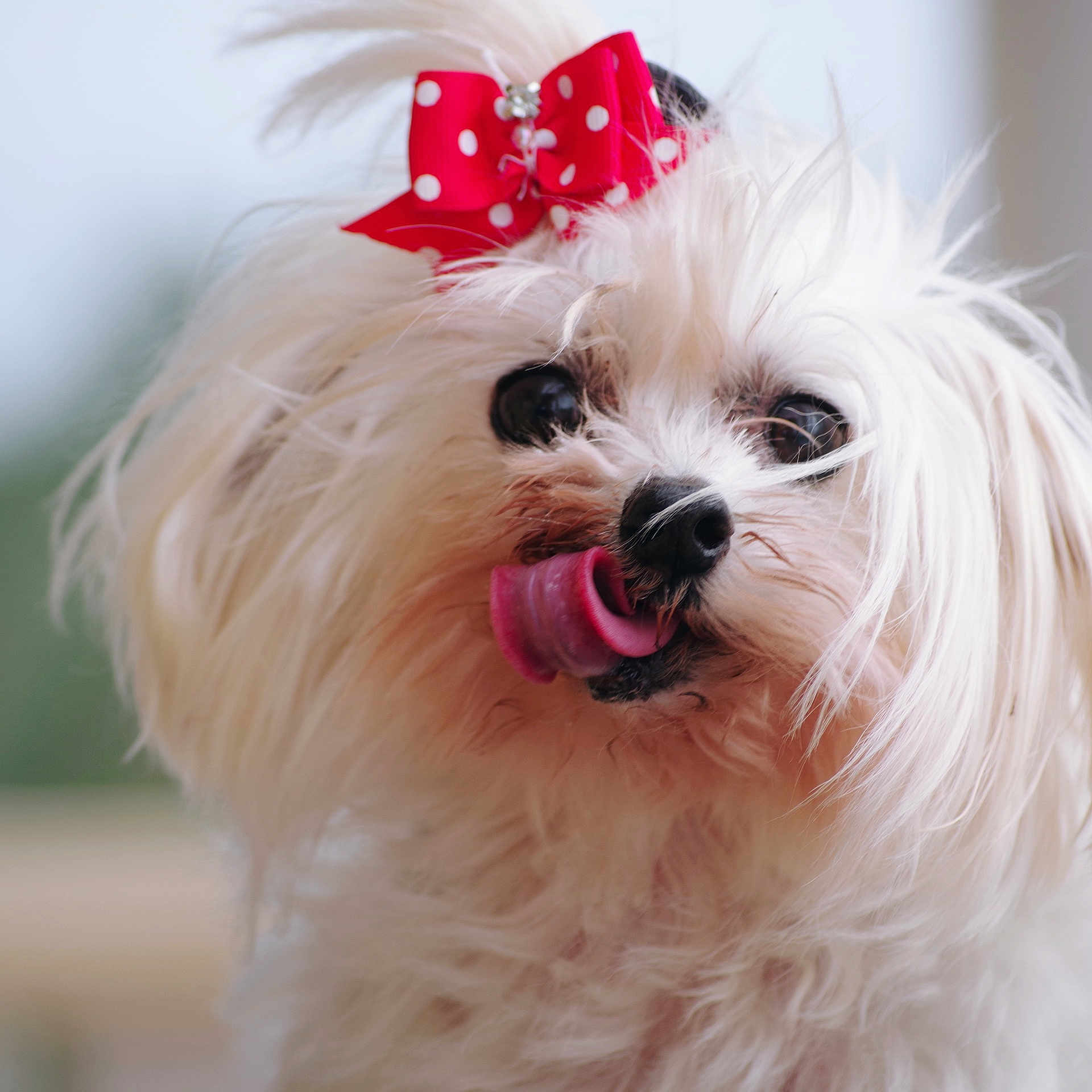 Pitchoun participe au concours pour gagner de l'argent avec cette photo : dog, white_fur, bow, red_bow, polka_dot, tongue_out, pet, cute, fluffy, close_up, animal, adorable, face, fur, indoor, portrait, small_dog, whiskers, playing, expression