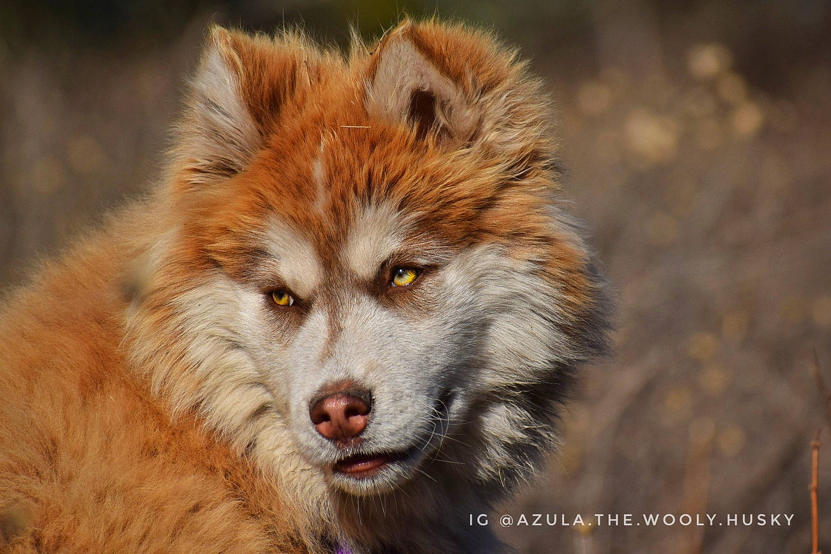 Azula is registered to the contest to win money with this photo: art, canidae, canis, carnivore, coyote, dog_breed, eye, fawn, fox, fur, grass, head, natural_landscape, plant, red_wolf, snout, terrestrial_animal, whiskers, wolf, wood
