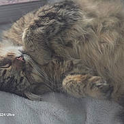Boomer is registered to the contest to win money with this photo: cat, tabby, sleeping, fur, cozy, blanket, pet, animal, closeup, resting, cute, domestic_cat, whiskers, paws, soft, indoor, relaxed, feline, mammal, nap