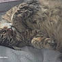 cat, tabby, sleeping, fur, cozy, blanket, pet, animal, closeup, resting, cute, domestic_cat, whiskers, paws, soft, indoor, relaxed, feline, mammal, nap