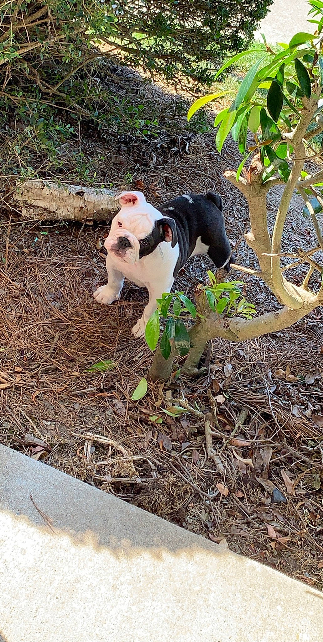 Chloe is registered to the contest to win money with this photo: american_bulldog, boston_terrier, canidae, carnivore, dog, dog_breed, fawn, french_bulldog, grass, non_sporting_group, plant, soil, tail