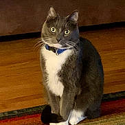 Boots is registered to the contest to win money with this photo: cat, tuxedo_cat, indoor, floor, rug, collar, pet, animal, whiskers, sitting, curious, wide_eyes, brown_sofa, wooden_floor, domestic_cat, feline, cute, household, front_paws, alert