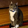cat, tuxedo_cat, indoor, floor, rug, collar, pet, animal, whiskers, sitting, curious, wide_eyes, brown_sofa, wooden_floor, domestic_cat, feline, cute, household, front_paws, alert