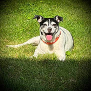 Milo is registered to the contest to win money with this photo: dog, grass, outdoor, sunlight, collar, pet, smiling, tongue_out, black_and_white, canine, laying_down, happy, ears_up, nature, animal, mammal, daylight, greenery, friendly, vignette