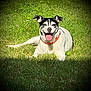 dog, grass, outdoor, sunlight, collar, pet, smiling, tongue_out, black_and_white, canine, laying_down, happy, ears_up, nature, animal, mammal, daylight, greenery, friendly, vignette
