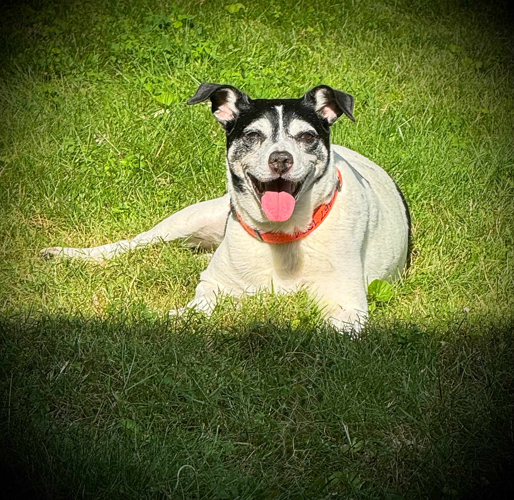 Milo is registered to the contest to win money with this photo: dog, grass, outdoor, sunlight, collar, pet, smiling, tongue_out, black_and_white, canine, laying_down, happy, ears_up, nature, animal, mammal, daylight, greenery, friendly, vignette