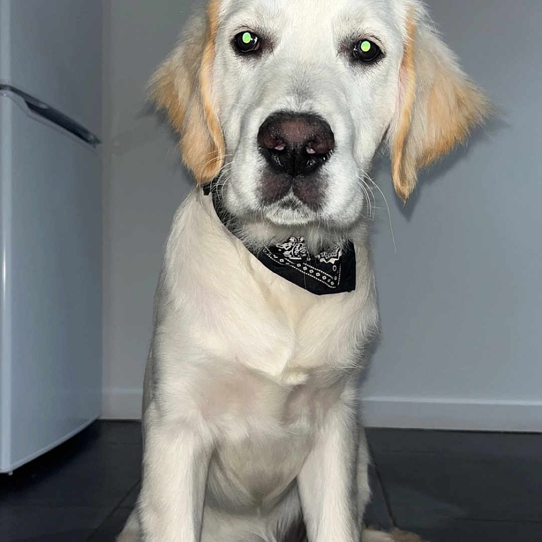 Usko participe au concours pour gagner de l'argent avec cette photo : accessories, animal, appliance, beagle, canine, cockerspaniel, device, dog, electricaldevice, goldenretriever, hound, husky, labradorretriever, pet, pointer, puppy, refrigerator, snout, strap, whitedog