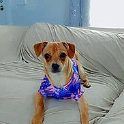 Logan is registered to the contest to win money with this photo: dog, small_dog, pet, indoor, couch, furniture, clothing, shirt, purple, pink, alert, curious, animal, canine, sitting, looking_at_camera, light, window, curtain, cozy