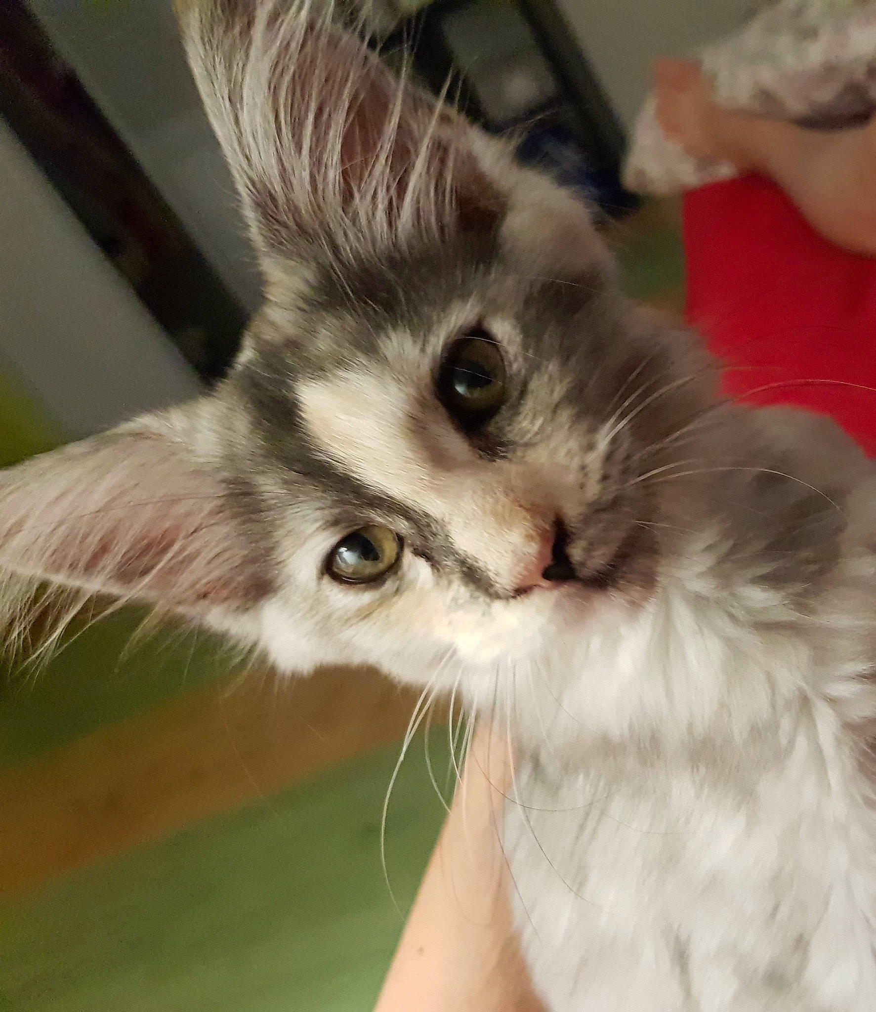 Azur participe au concours pour gagner de l'argent avec cette photo : carnivore, cat, claw, companion_dog, domestic_short_haired_cat, ear, eyelash, fawn, felidae, fur, gesture, hand, nail, paw, small_to_medium_sized_cats, snout, whiskers