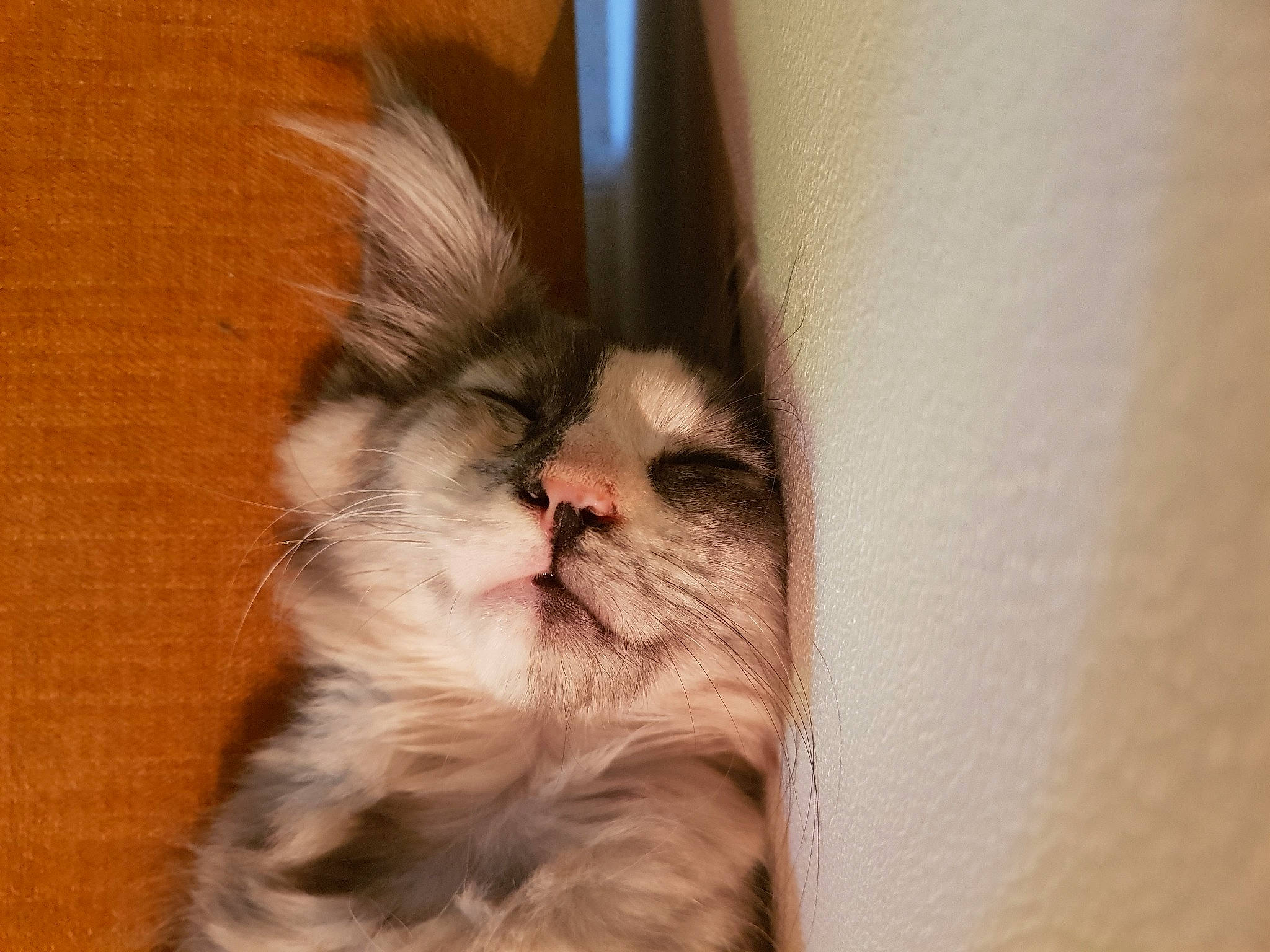 Azur participe au concours pour gagner de l'argent avec cette photo : carnivore, cat, claw, comfort, companion_dog, domestic_short_haired_cat, ear, eye, fawn, felidae, flooring, fur, hardwood, liver, paw, small_to_medium_sized_cats, snout, terrestrial_animal, whiskers, wood