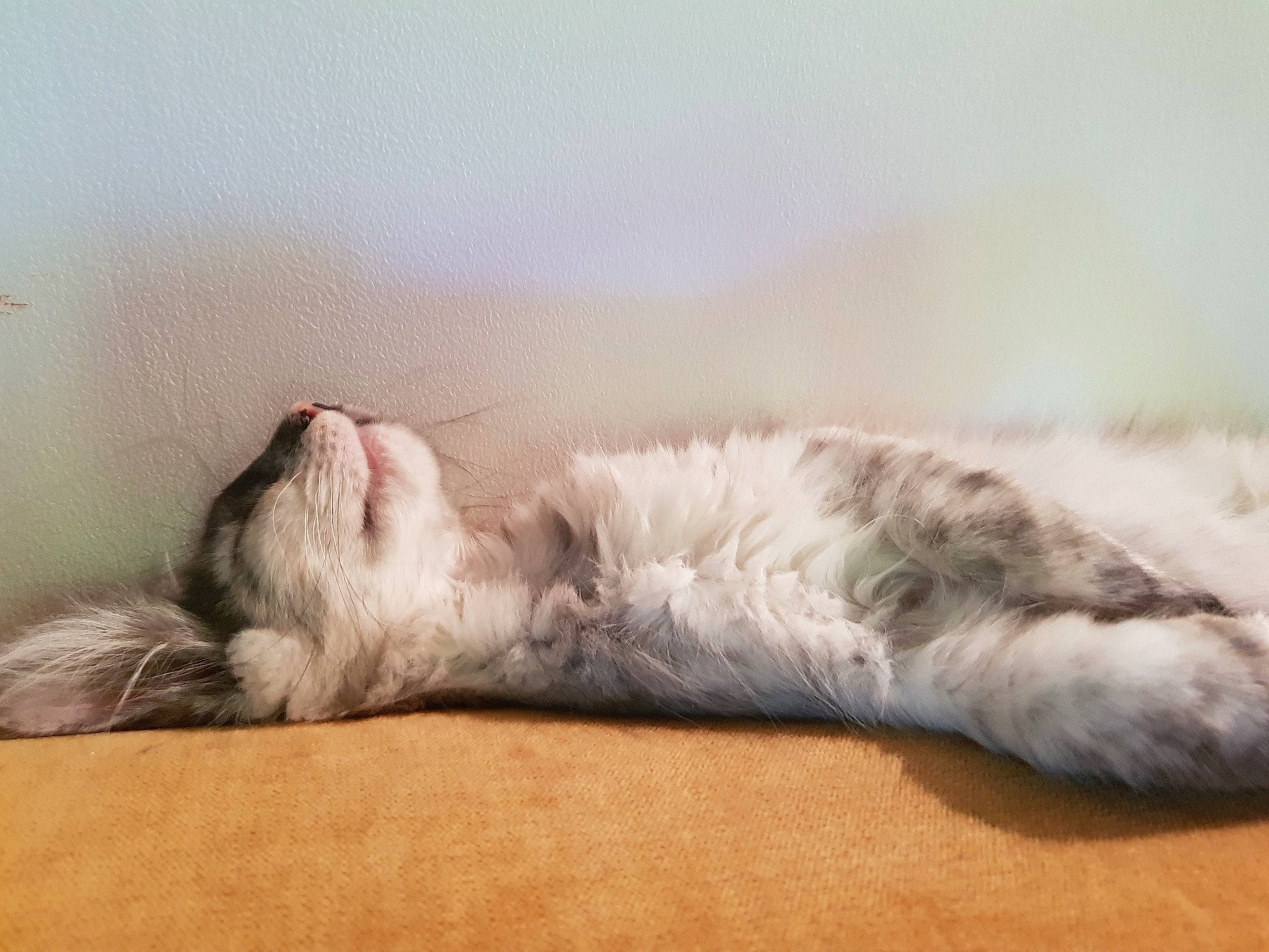 Azur participe au concours pour gagner de l'argent avec cette photo : canidae, carnivore, cat, claw, comfort, couch, dog_breed, domestic_short_haired_cat, felidae, flooring, foot, fur, grey, linens, paw, small_to_medium_sized_cats, snout, tail, whiskers, wood