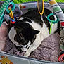 cat, tabby, sleeping, baby_play_gym, toys, cushion, soft_texture, indoor, pet, resting, colorful, striped, plush, comfort, animal, relaxing, feline, cozy, nap, home