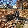 dog, black_dog, autumn, fall_leaves, leaves, sidewalk, tree, grass, residential_area, house, sunny, outdoor, daytime, pet, canine, nature, fall, leash, relaxed, tongue_out