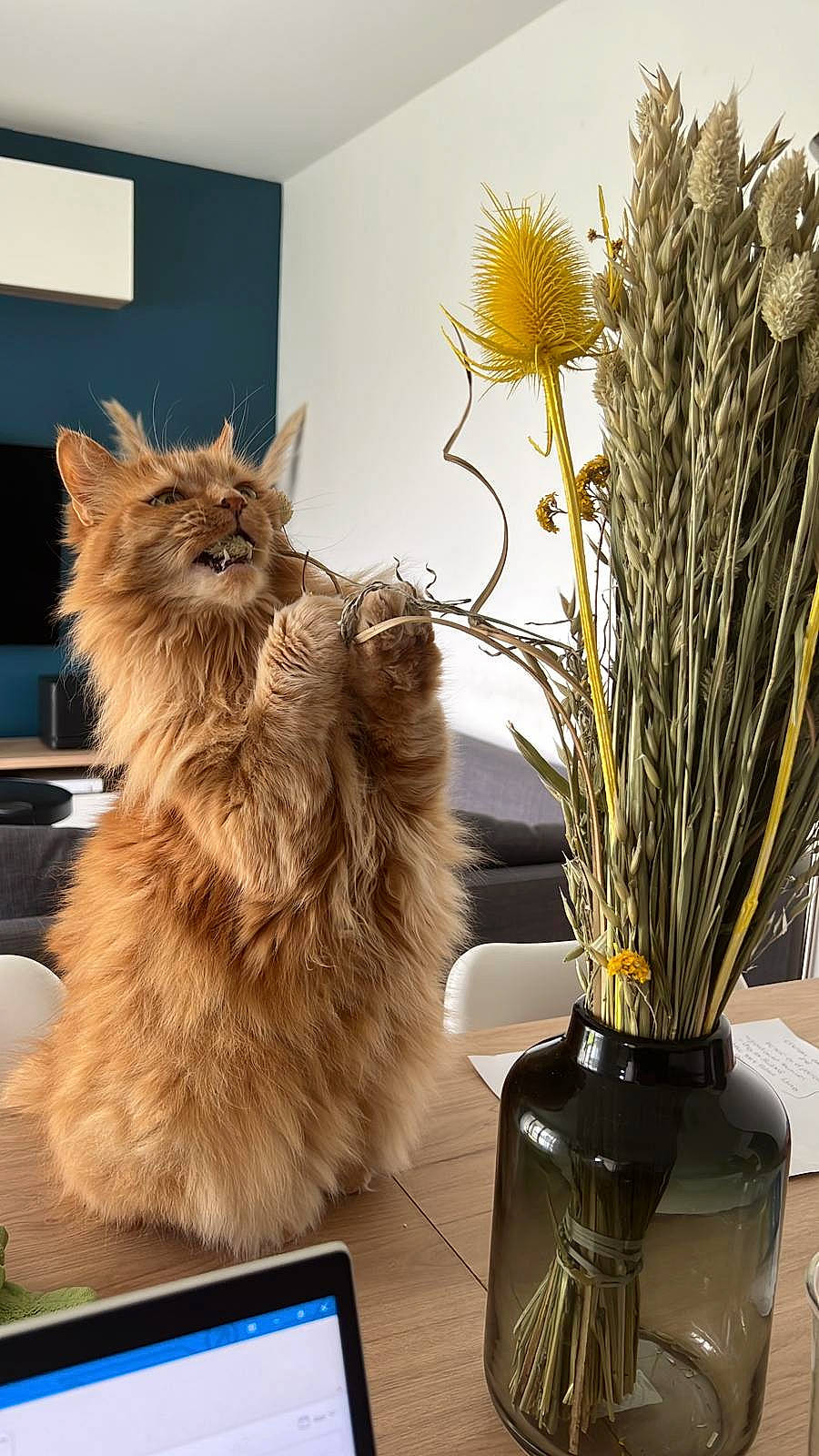 Bicha a rejoint le concours — aidez-le/la à gagner de superbes lots ! art, artificial_flower, carnivore, cat, companion_dog, event, fawn, felidae, flower, flower_arranging, flowering_plant, flowerpot, fur, houseplant, interior_design, plant, room, small_to_medium_sized_cats, terrestrial_plant, whiskers
