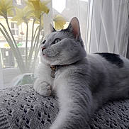 Luna is registered to the contest to win money with this photo: cat, white_cat, black_spots, knitted_blanket, window, daffodils, flowers, indoor, natural_light, curtains, relaxed, pet, collar, bells, feline, cozy, soft_light, resting, home, peaceful