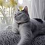 cat, white_cat, black_spots, knitted_blanket, window, daffodils, flowers, indoor, natural_light, curtains, relaxed, pet, collar, bells, feline, cozy, soft_light, resting, home, peaceful