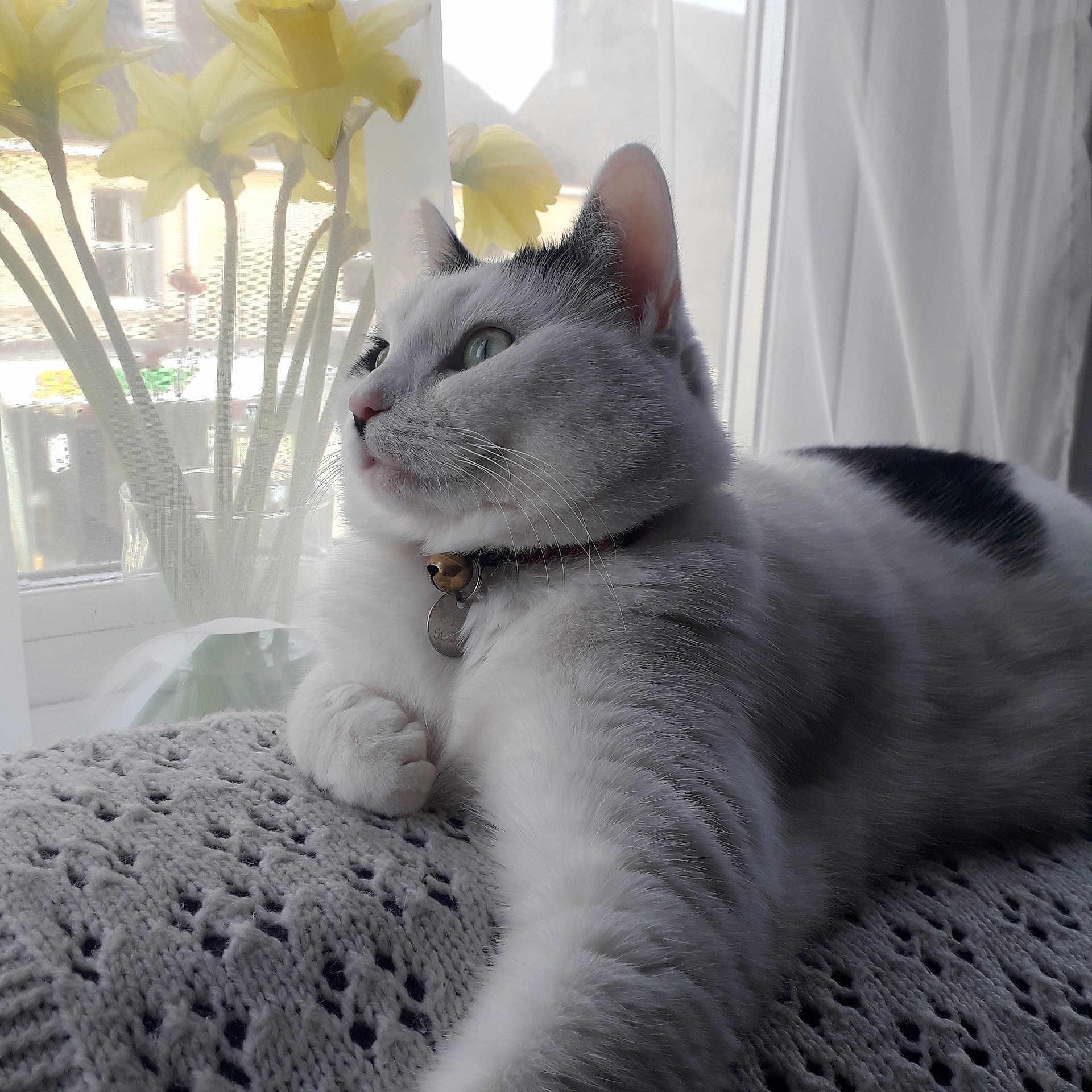 Luna is registered to the contest to win money with this photo: bells, black_spots, cat, collar, cozy, curtains, daffodils, feline, flowers, home, indoor, knitted_blanket, natural_light, peaceful, pet, relaxed, resting, soft_light, white_cat, window
