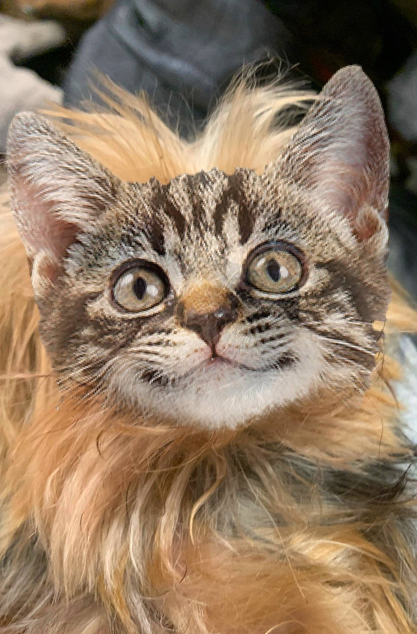 Hime is registered to the contest to win money with this photo: american_bobtail, asian, asian_semi_longhair, british_semi_longhair, carnivore, cat, domestic_long_haired_cat, european_shorthair, fawn, felidae, kitten, maine_coon, mammal, norwegian_forest_cat, pixie_bob, siberian, small_to_medium_sized_cats, tabby_cat, vertebrate, whiskers
