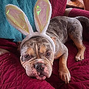 Casanova is registered to the contest to win money with this photo: bulldog, dog, bunny_ears, costume, pet, quilt, red, teal_blanket, candle_holder, indoor, resting, cute, animal, fur, face, ears, paw, nose, expression, cozy
