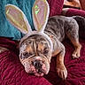 bulldog, dog, bunny_ears, costume, pet, quilt, red, teal_blanket, candle_holder, indoor, resting, cute, animal, fur, face, ears, paw, nose, expression, cozy
