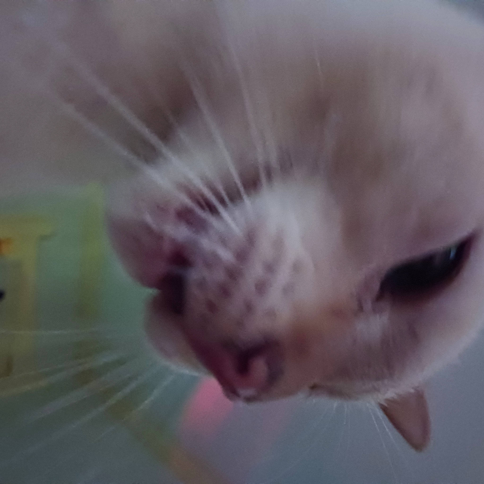 Frankie joined the competition — help win amazing prizes! carnivore, cat, claw, domestic_short_haired_cat, fawn, felidae, fish, fur, macro_photography, paw, small_to_medium_sized_cats, snout, tail, terrestrial_animal, whiskers, wildlife