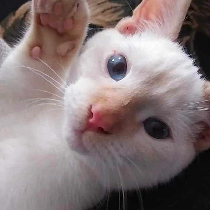 Frankie