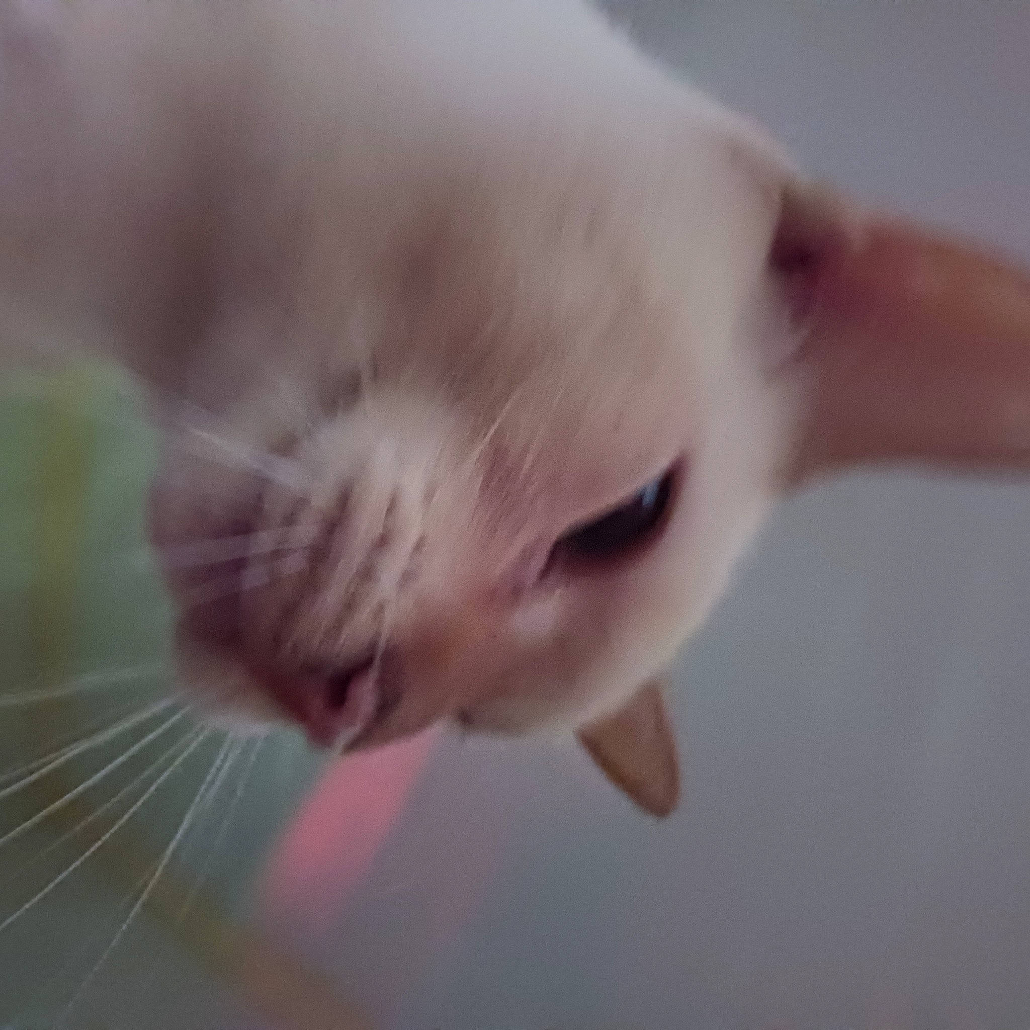 Frankie joined the competition — help win amazing prizes! carnivore, cat, close_up, domestic_short_haired_cat, eyelash, fawn, felidae, fin, fish, fur, gesture, head, macro_photography, paw, small_to_medium_sized_cats, snout, tail, whiskers, wildlife, wing