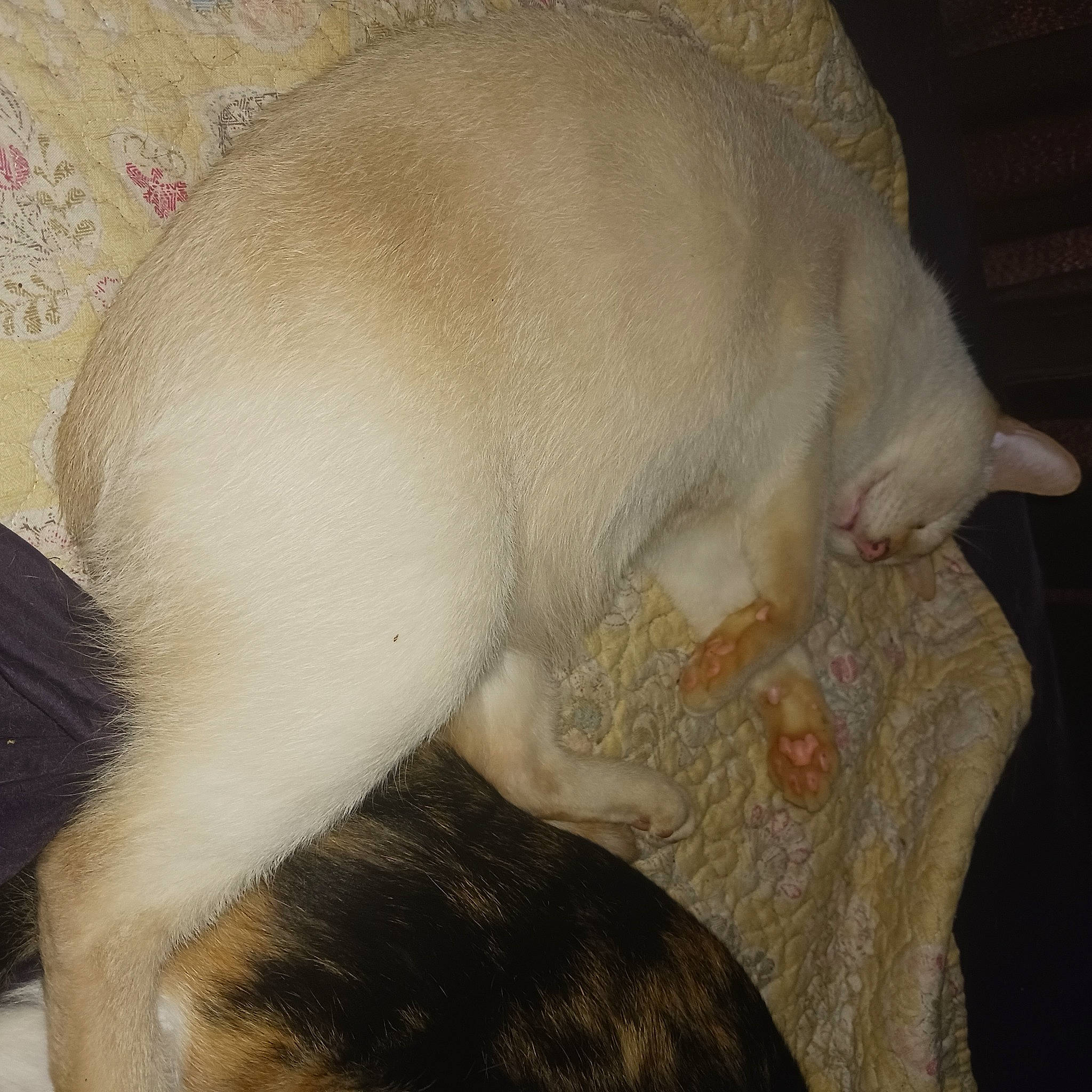 Frankie is registered to the contest to win money with this photo: canidae, carnivore, claw, comfort, dog_breed, fawn, felidae, fur, nap, paw, sleep, small_to_medium_sized_cats, sporting_group, suidae, tail, terrestrial_animal, whiskers