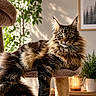 cat, tabby, fluffy, indoor, cat_tree, lounging, sunlight, green_plant, decor, furniture, portrait, relaxed, whiskers, ears, eyes, home, cozy, feline, pet, animal