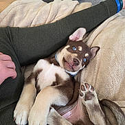 Koda is registered to the contest to win money with this photo: dog, puppy, blue_eyes, paws, fur, blanket, couch, sofa, human_arm, hand, collar, teeth, tongue, belly, playful, pet, indoor, closeup, cute, relaxed
