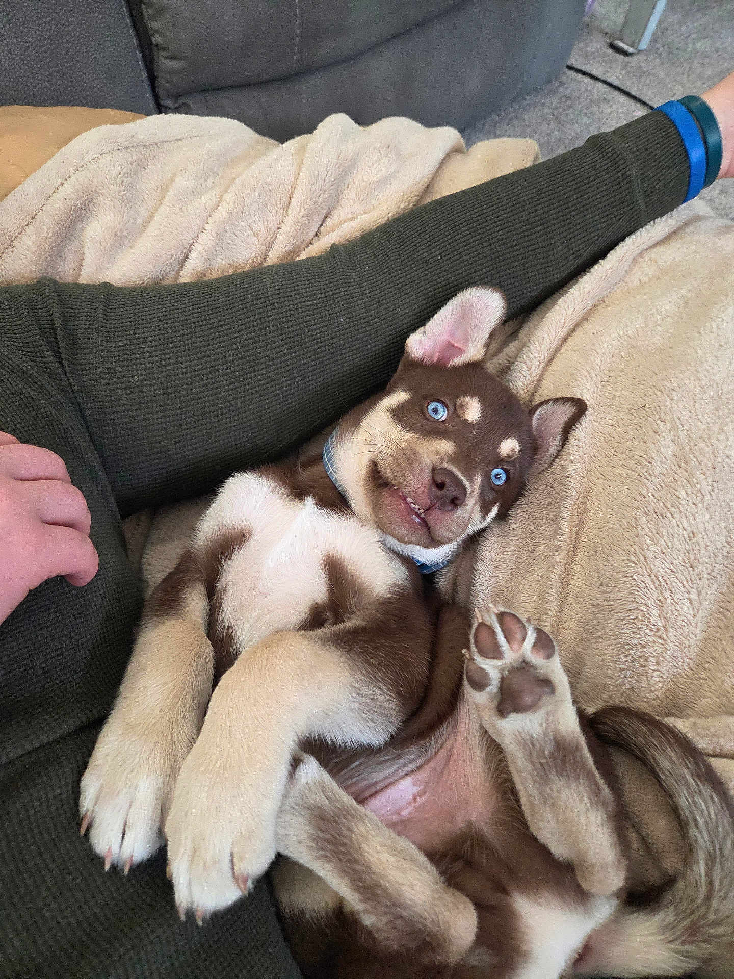 Koda is registered to the contest to win money with this photo: dog, puppy, blue_eyes, paws, fur, blanket, couch, sofa, human_arm, hand, collar, teeth, tongue, belly, playful, pet, indoor, closeup, cute, relaxed