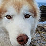 Inuk a rejoint le concours — aidez-le/la à gagner de superbes lots ! dog, husky, animal, pet, face, fur, ears, nose, eyes, outdoor, rock, sea, water, sky, cloudy, nature, portrait, closeup, curious, canine