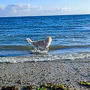 Inuk a rejoint le concours — aidez-le/la à gagner de superbes lots ! dog, beach, ocean, water, waves, sand, rocks, sky, clouds, sunlight, animal, outdoor, nature, playful, canine, shore, coast, vacation, summer, daytime