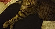 Moumoune a rejoint le concours — aidez-le/la à gagner de superbes lots ! cat, tabby_cat, person, lap, nintendo_switch, hand, indoor, blanket, couch, furniture, relaxing, playing, electronics, striped, pet, animal, casual, warm_lighting, comfort, home