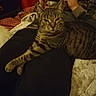 cat, tabby_cat, person, lap, nintendo_switch, hand, indoor, blanket, couch, furniture, relaxing, playing, electronics, striped, pet, animal, casual, warm_lighting, comfort, home