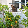 Moumoune a rejoint le concours — aidez-le/la à gagner de superbes lots ! cat, tabby_cat, window, potted_plant, orange_tree, fruit, green_leaves, garden, plant_pot, grass, outdoor, wall, window_frame, nature, animal, pet, leaf, plant, tree, daylight
