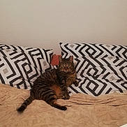 Moumoune participe au concours pour gagner de l'argent avec cette photo : cat, tabby, pet, animal, feline, indoor, blanket, pillow, pattern, geometric, striped, resting, relaxed, cozy, bed, fur, whiskers, ears, tail, domestic