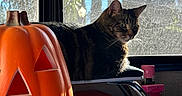 Leia joined the competition — help win amazing prizes! cat, chair, colorful, container, decor, halloween, holiday, indoor, jack_o_lantern, keychain, pink_box, plastic, pumpkin, relaxing, screen, shadow, sunlight, tabby_cat, table, window