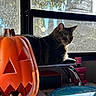 cat, chair, colorful, container, decor, halloween, holiday, indoor, jack_o_lantern, keychain, pink_box, plastic, pumpkin, relaxing, screen, shadow, sunlight, tabby_cat, table, window