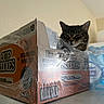 Leia joined the competition — help win amazing prizes! animal, bottled_water, cardboard_box, cat, closeup, container, cup_noodles, curious, domestic, face, feline, food, household, indoor, kitchen_counter, packaging, pet, plastic_wrap, shelf, tabby_cat