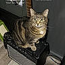 Leia is registered to the contest to win money with this photo: amplifier, animal, cable, cat, date_display, feline, flooring, guitar, household, indoor, lock_screen, looking_at_camera, musical_instrument, pet, phone_screenshot, tabby_cat, technology, time_display, wall, wood_floor