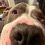 dog, close_up, nose, face, indoor, pet, animal, brown, white, cute, snout, fur, teary_eye, domestic_animal, portrait, whiskers, expression, friendly, muzzle, canine