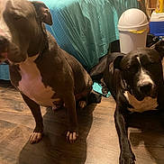 Blue is registered to the contest to win money with this photo: dog, indoor, floor, wooden_floor, blanket, pet, animal, brown_dog, black_dog, household, relaxed, companion, domestic, mammal, laying_down, sitting, flooring, cozy, home, canine