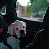dog, white_dog, car_interior, backseat, window, leash, pet, animal, indoor, seat, looking, sad, journey, transportation, road_trip, blurred_background, restraint, canine, vehicle, travel