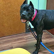 Zena is registered to the contest to win money with this photo: dog, black_dog, indoor, floor, wood_floor, collar, leash, pet, animal, canine, tongue_out, curious, standing, ears_cropped, closeup, house, door, furniture, yellow_chair, looking