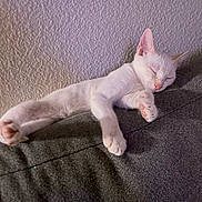 Ghost joined the competition — help win amazing prizes! cat, white_cat, sleeping, couch, furniture, indoor, pet, relaxed, paw, fur, resting, animal, cozy, home, texture, soft_light, peaceful, domestic_cat, pink_nose, whiskers